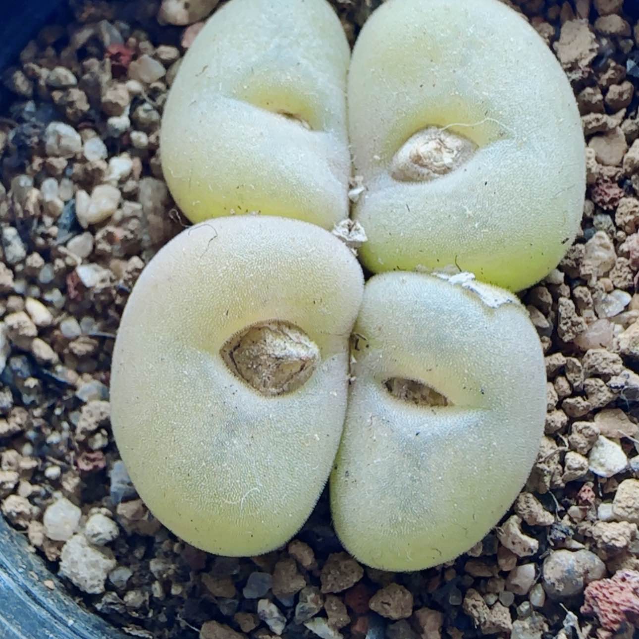 【闪购商品】19882