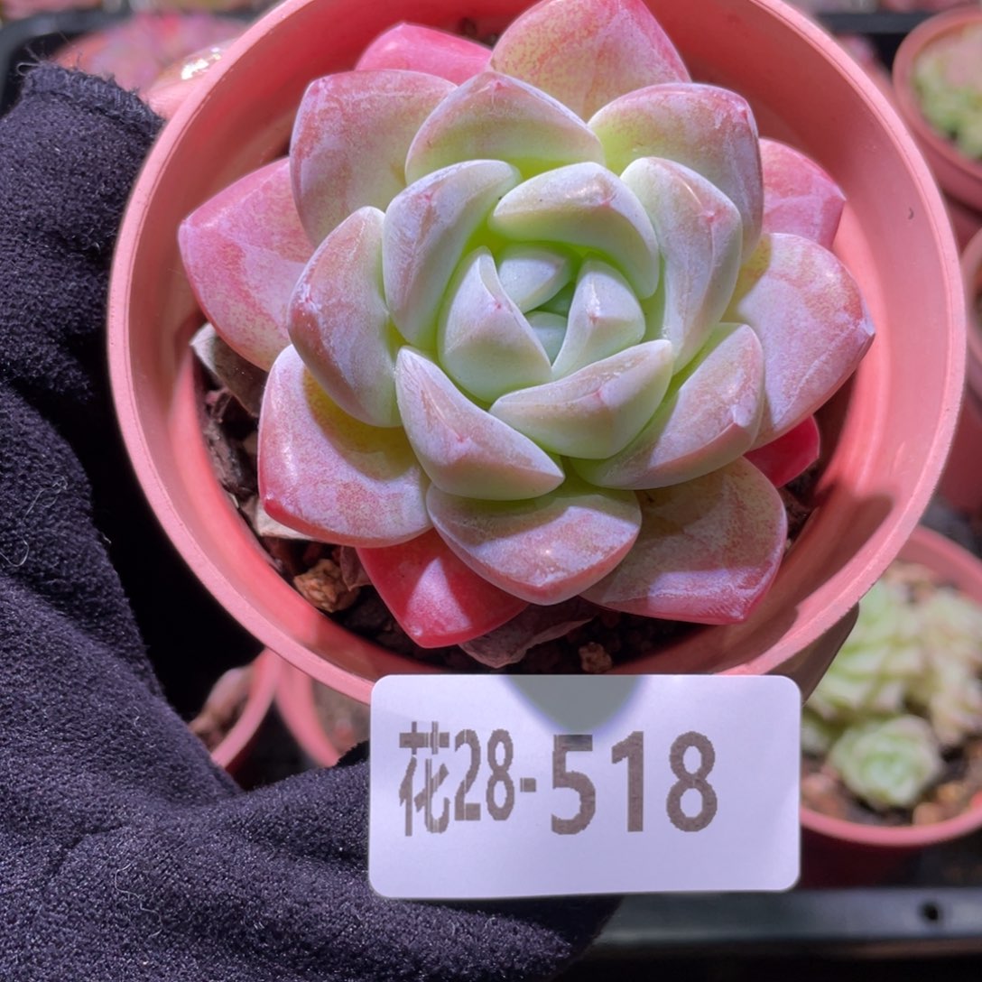 花利美28-518冰玉