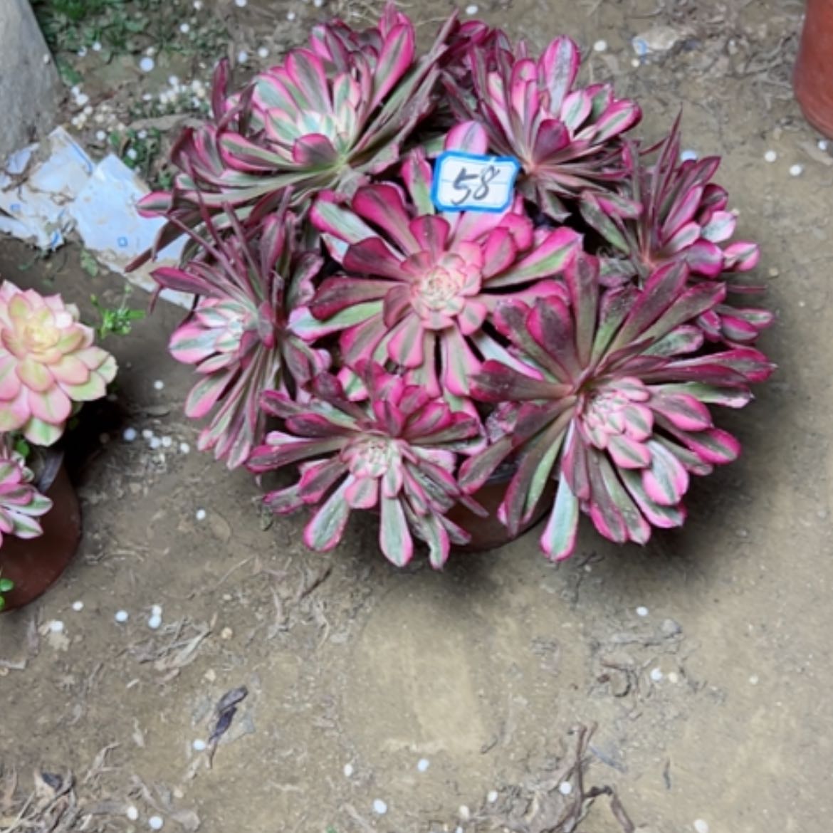 【闪购商品】多肉植物铜壶白58