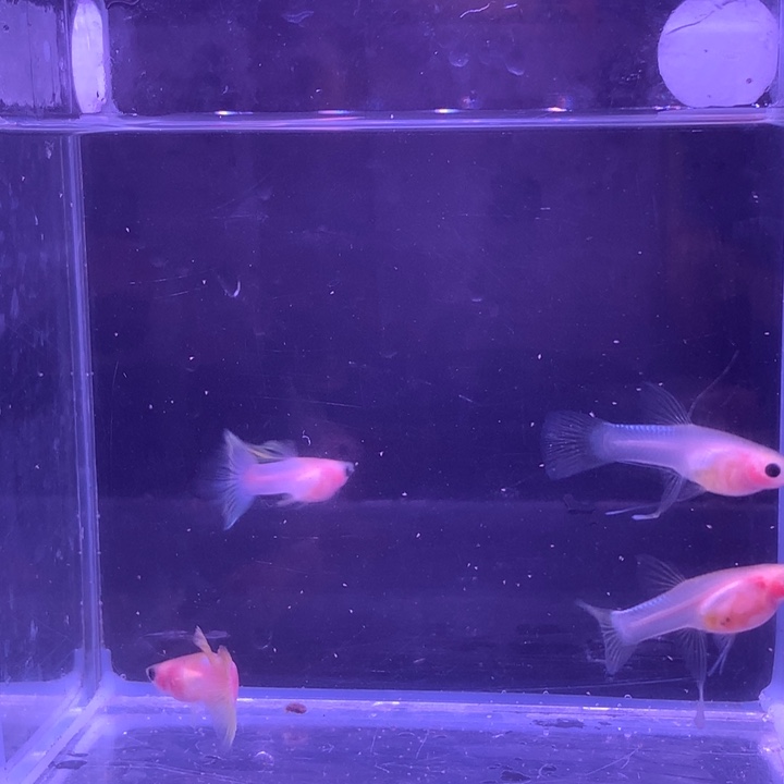 孔雀鱼幻彩粉猫缎带2对