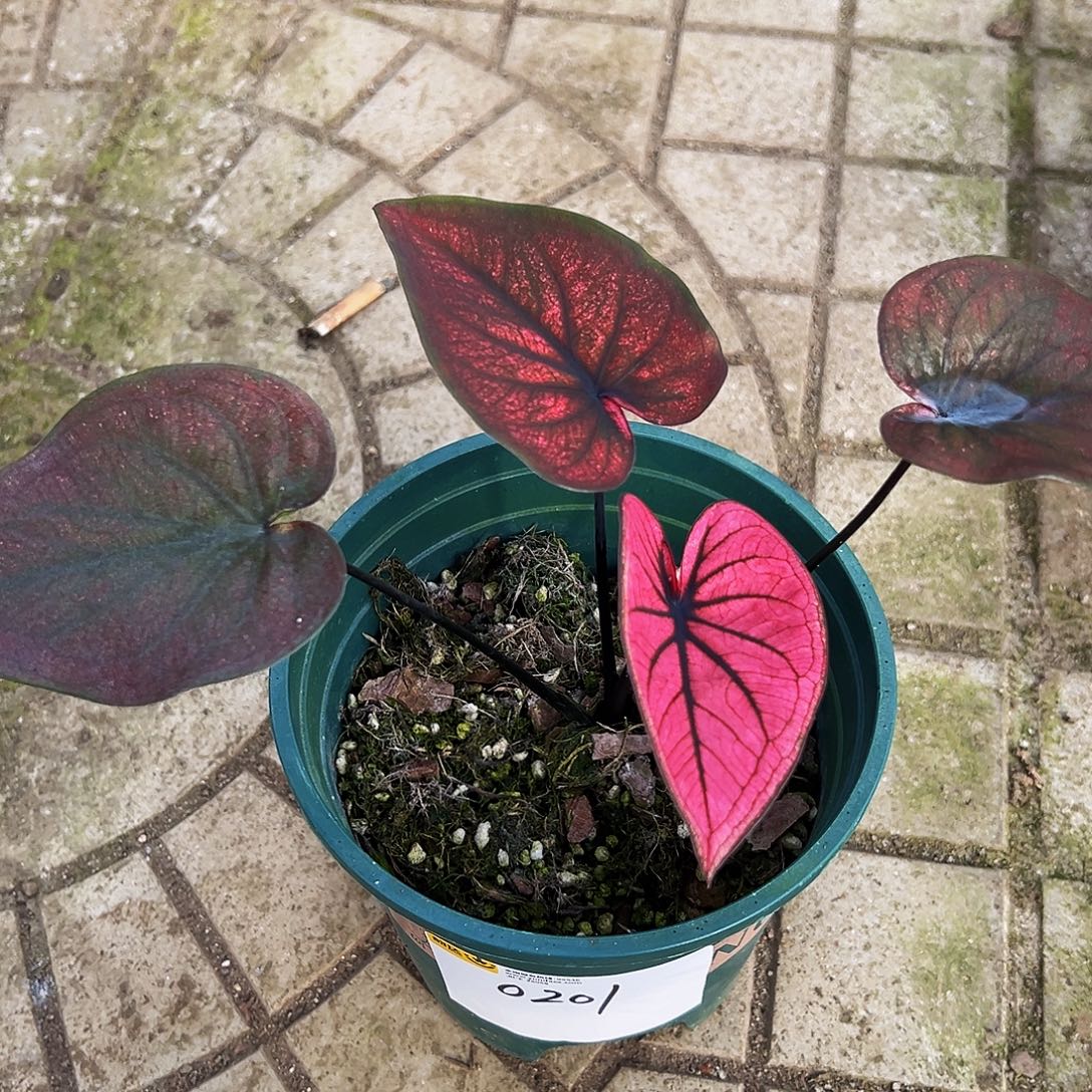 糖****完全开放一物一拍0201