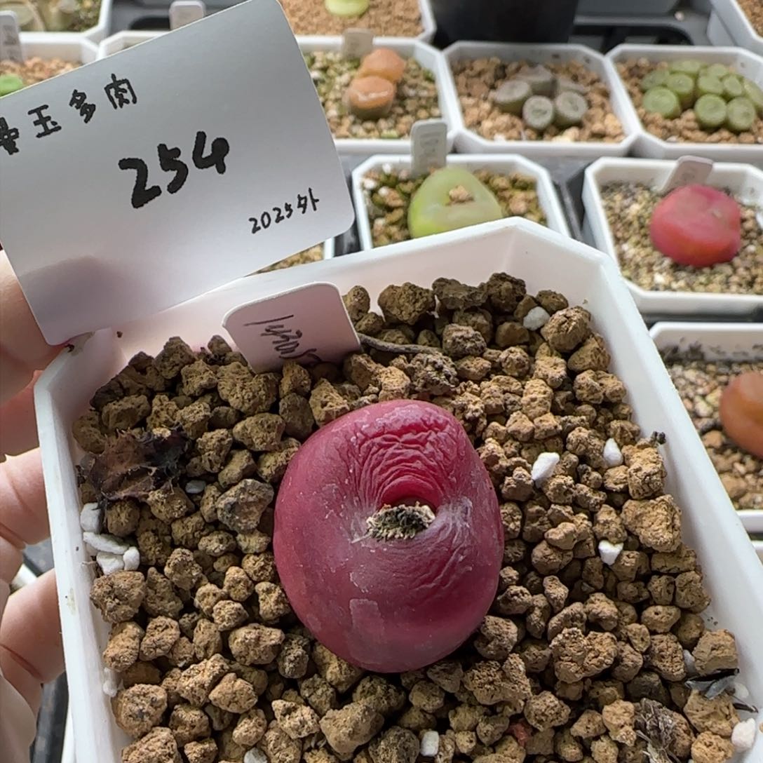 孙***?多肉多肉多肉2025-254孙好好