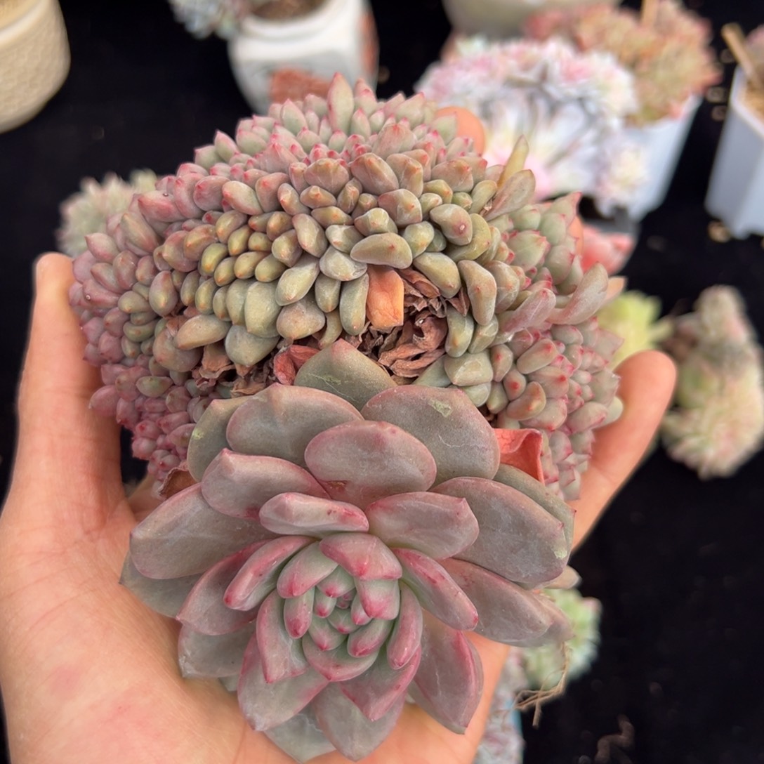  新年快乐新年快乐