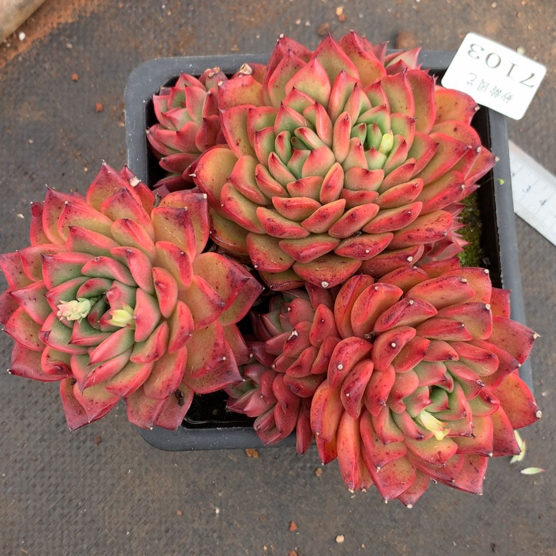 7103杂交精品基地16厘米