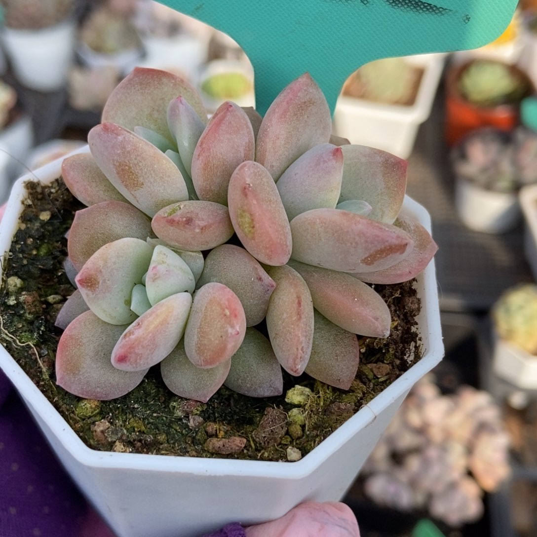 7322红茶多肉植物保护