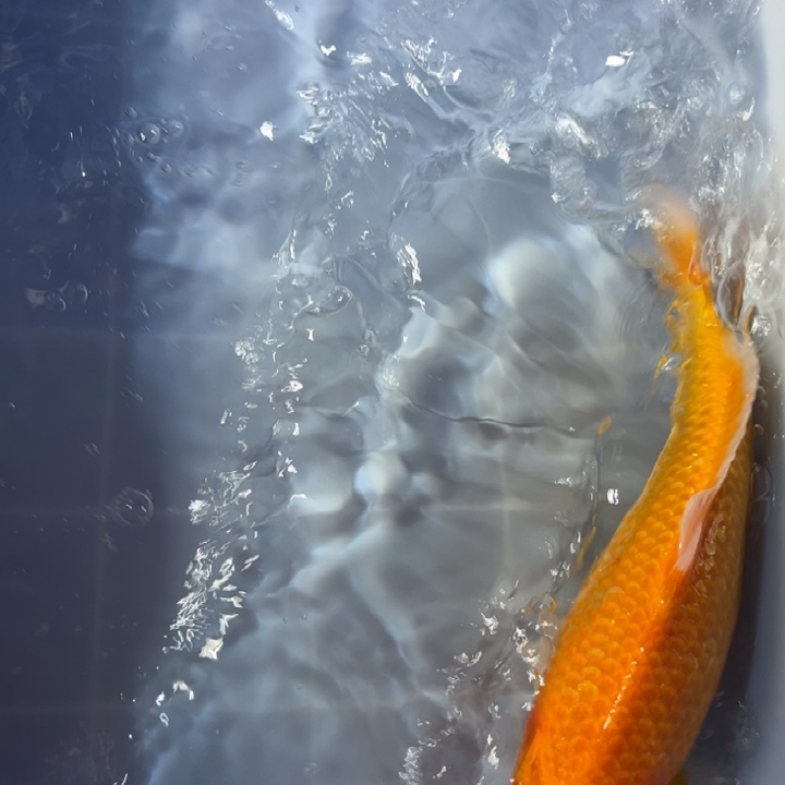 锦鲤锦鲤红白黄金