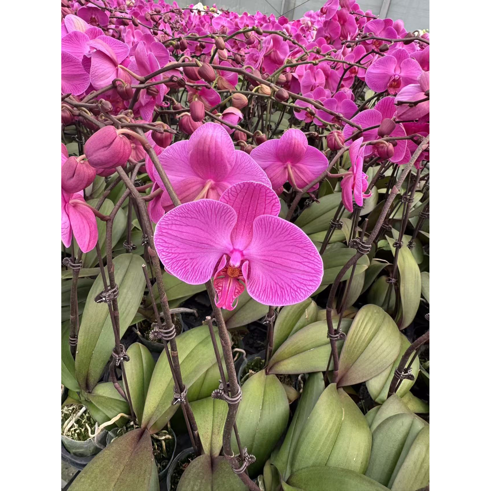 【招财进宝】蝴蝶兰盆栽带花剑花苞四季好养活室内花卉精品