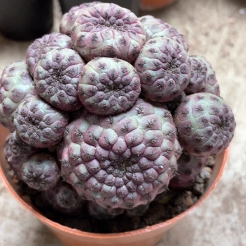 紫丽丸仙人球仙人球15米