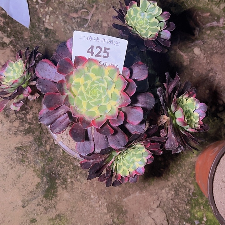 425天和多肉植物老桩
