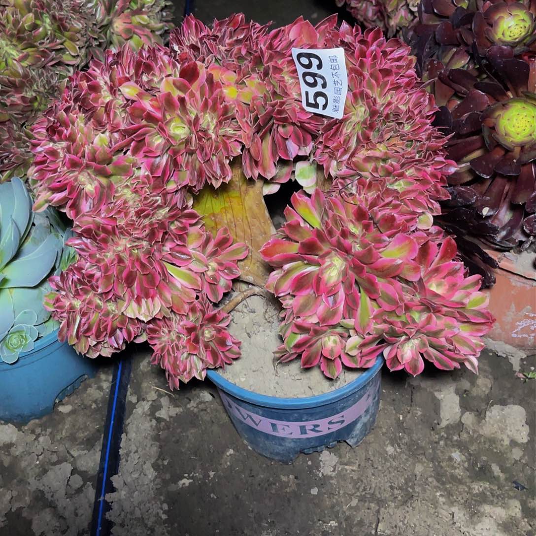 法师法师15-18包邮法师