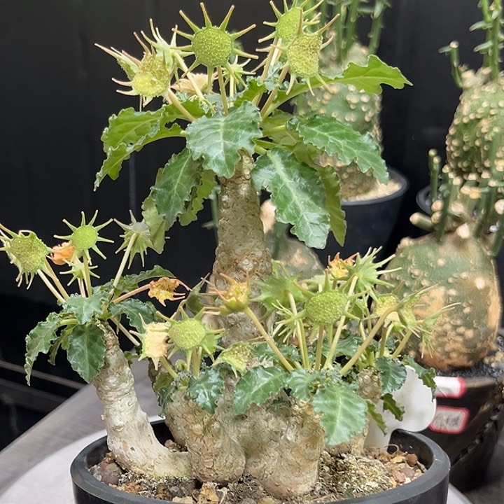 31白皮椰子琉珊哈哈哈哈哈