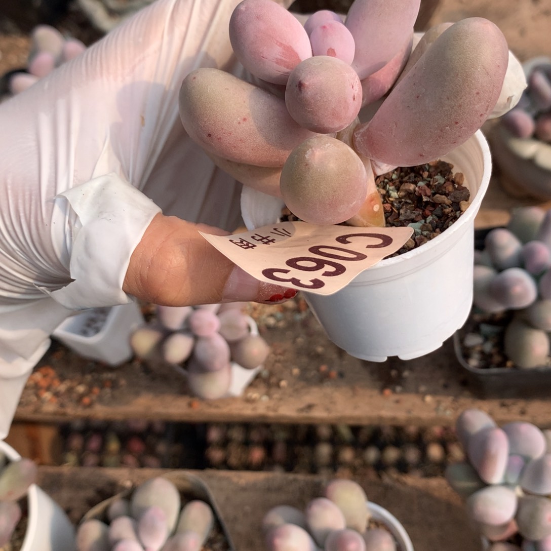 063 米可奶酪多肉