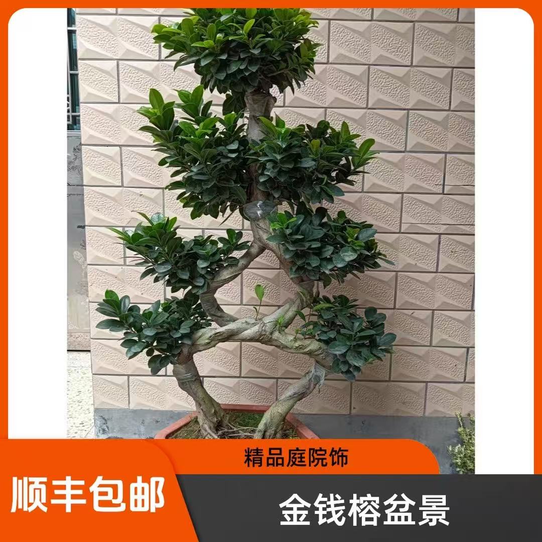 小叶金钱榕8字造型含盆高1.2米左右室内外好养盆景生命力顽强