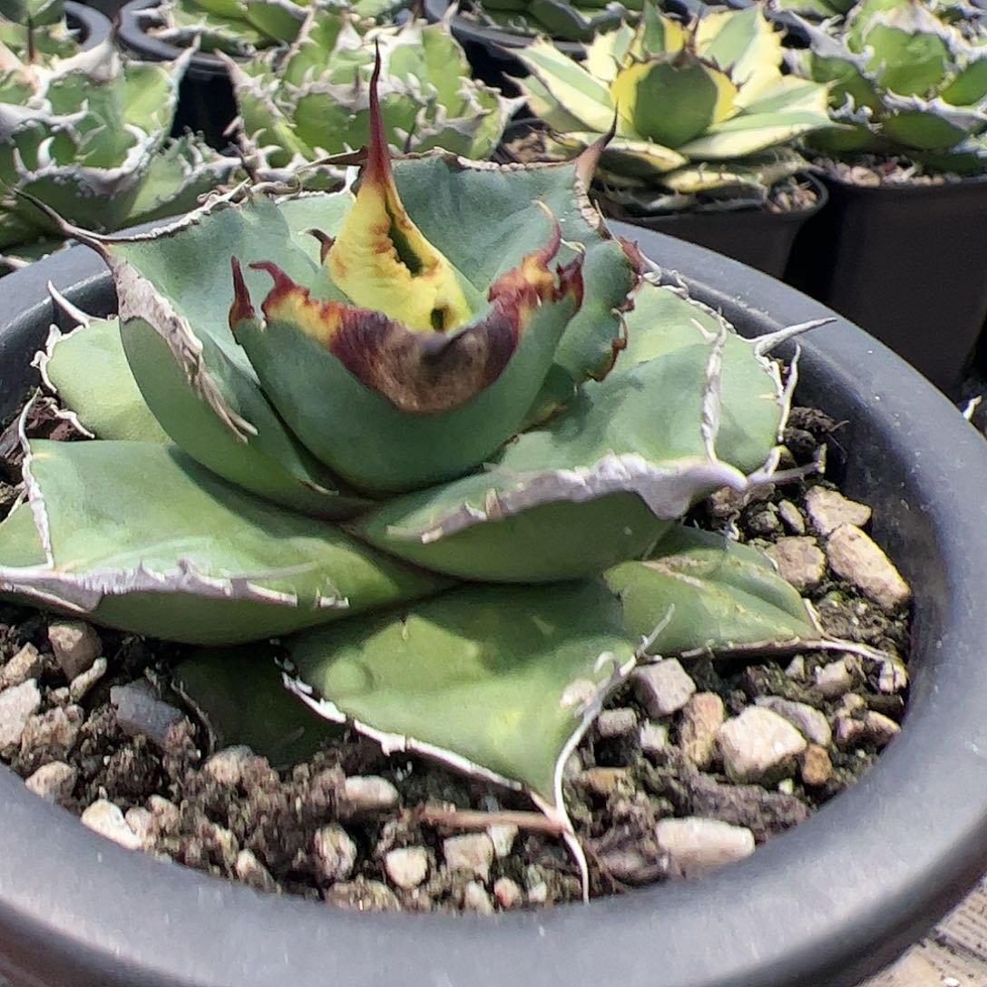 黑豹龙舌兰仁王冠