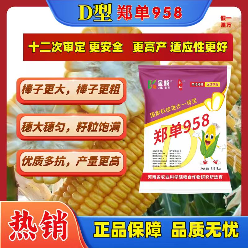 [D型郑单958 ]A国审高产玉米  抗旱耐密植不花粒产量高