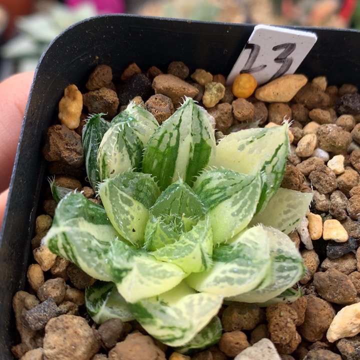 宝莲灯玉露锦带盆土发货