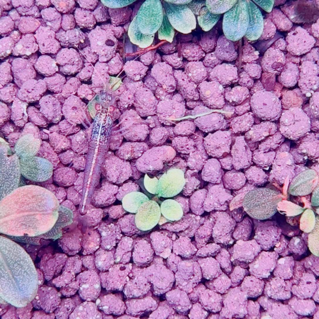 无花朵草痴圆福利价一份植物