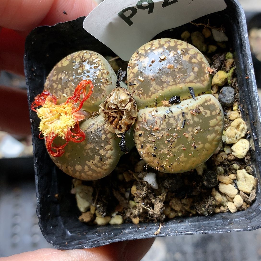 P92多肉植物保护