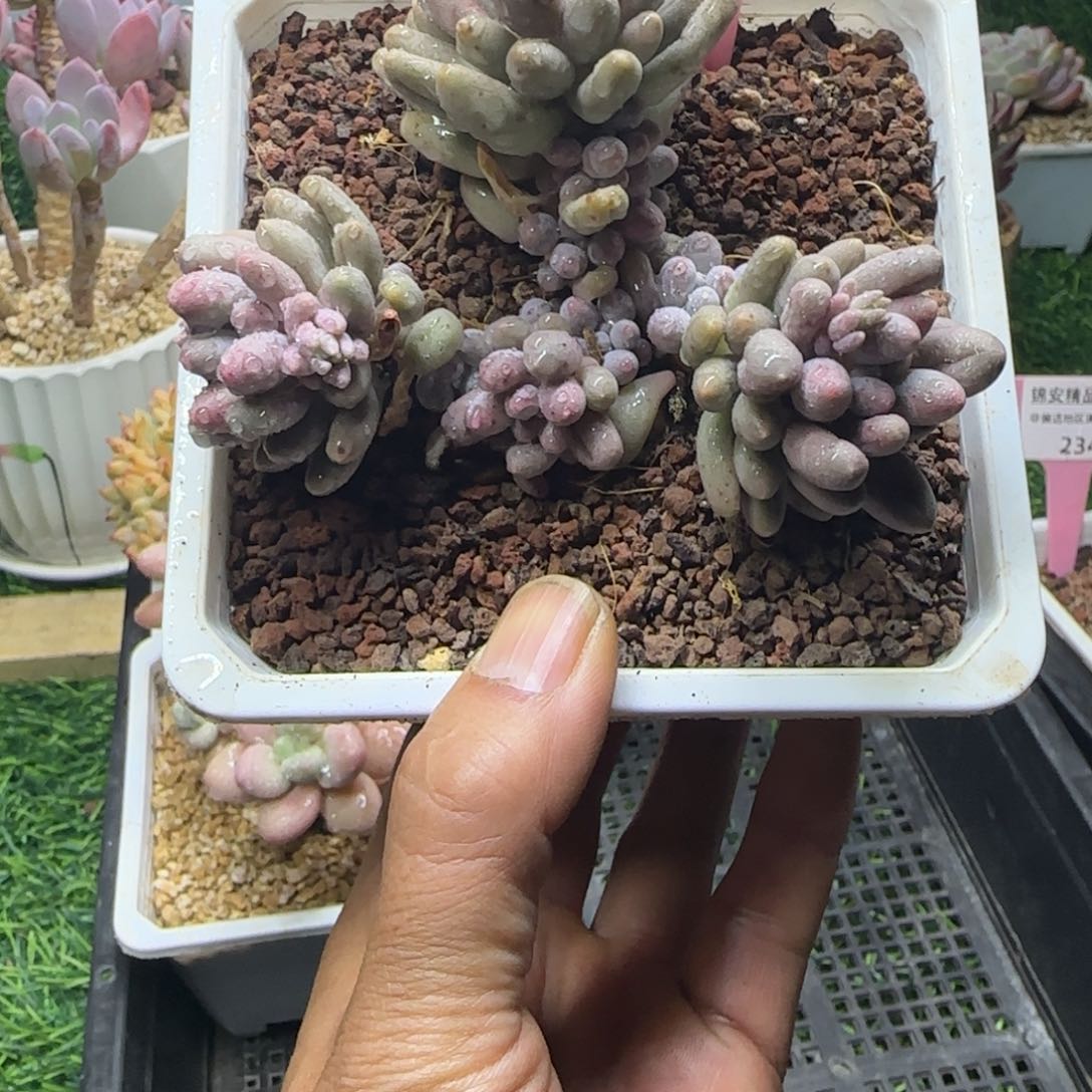 锦安精品多肉植物237