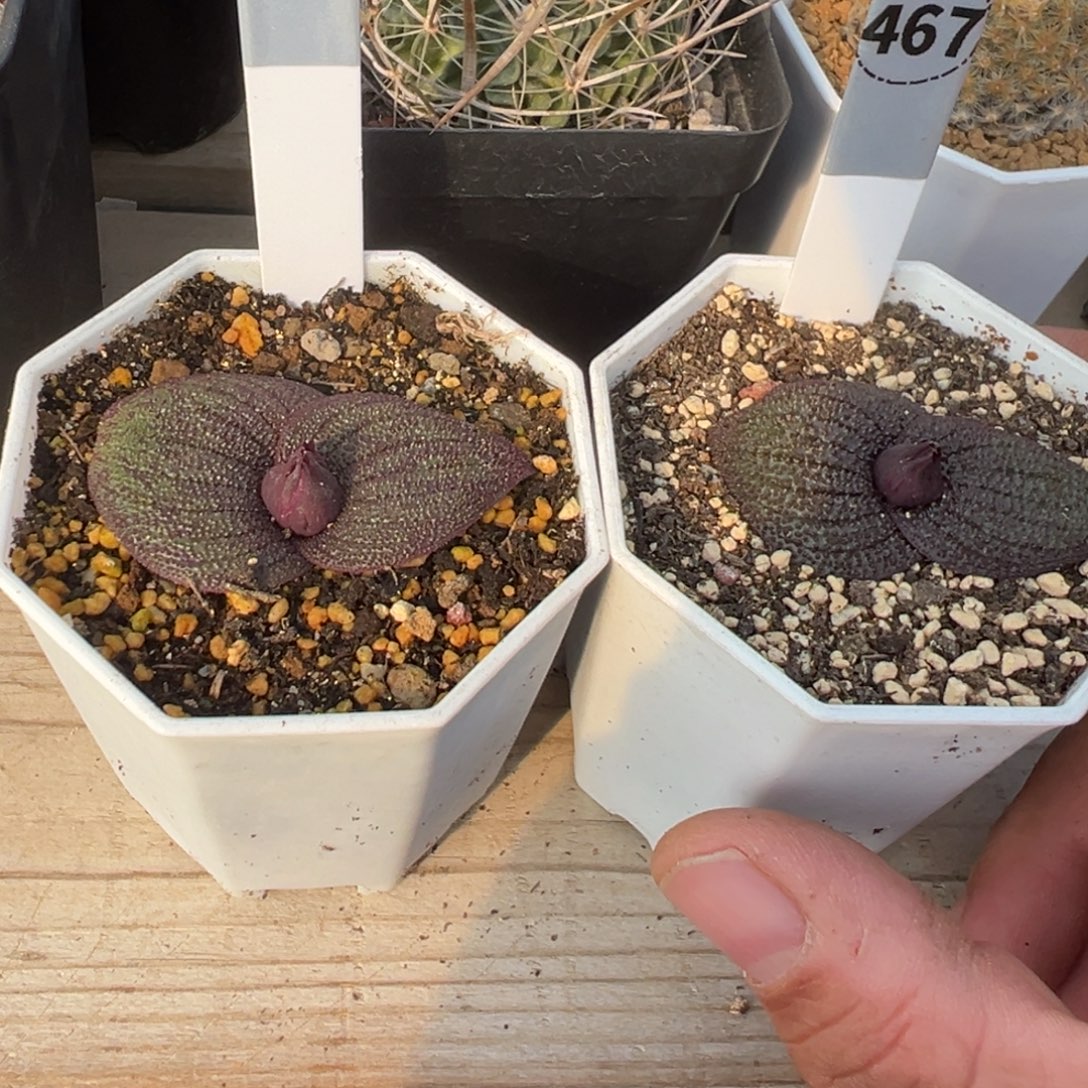 两颗紫镜锦多肉植物467 585