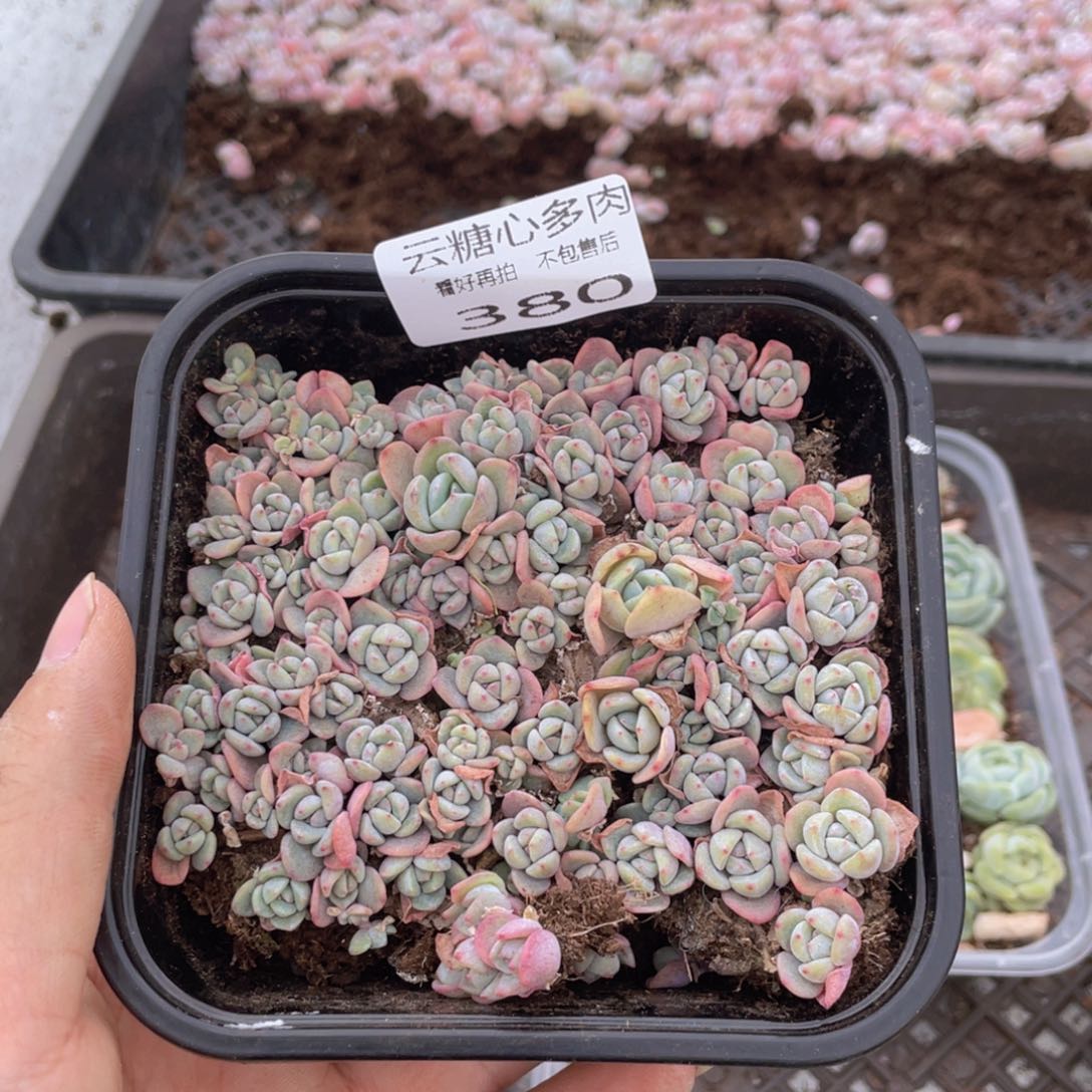 云糖心多肉植物380