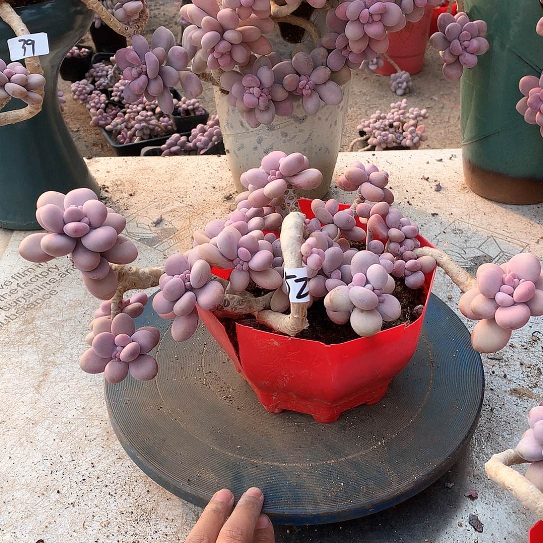 52一物一拍桃蛋老桩