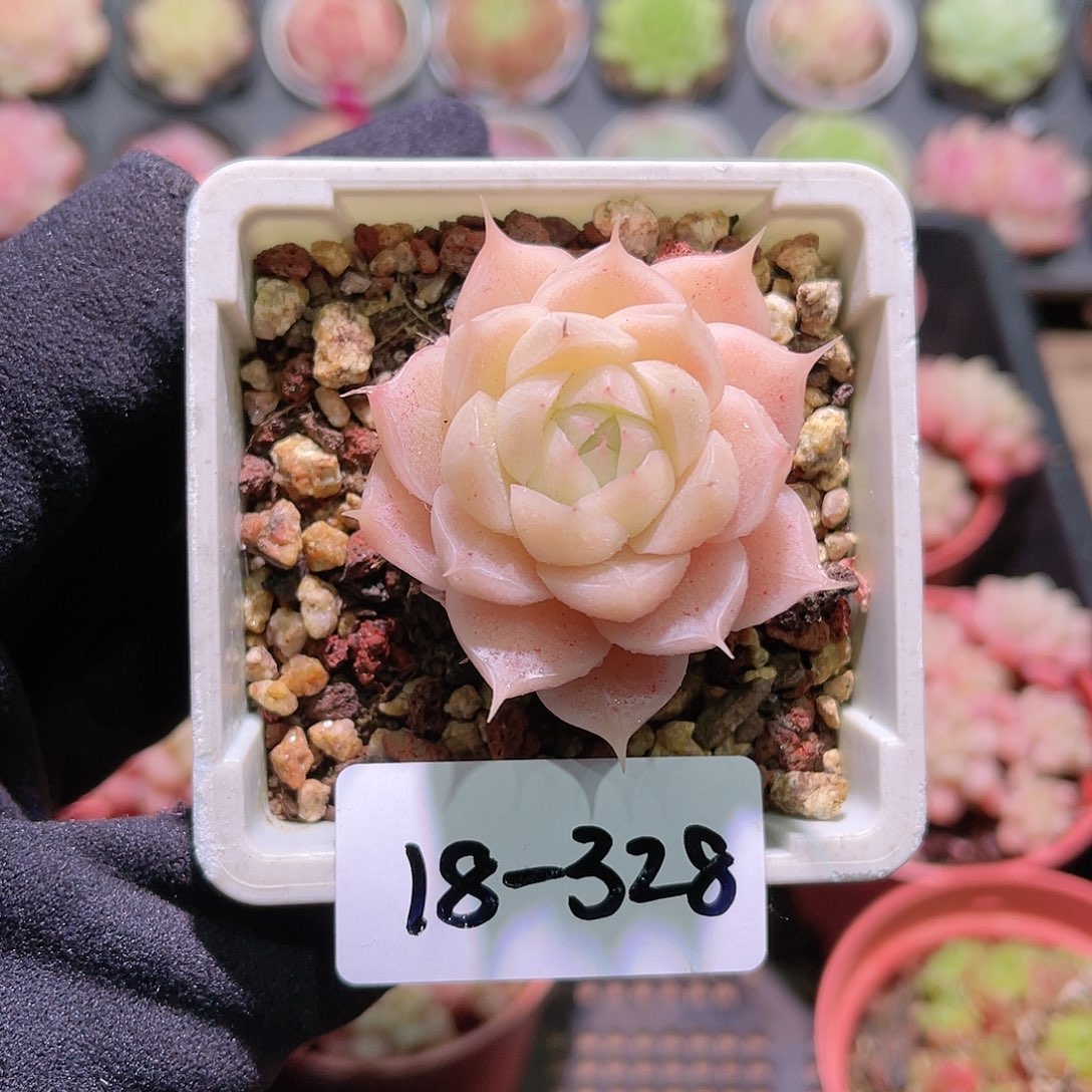 花利美18-328麦秆