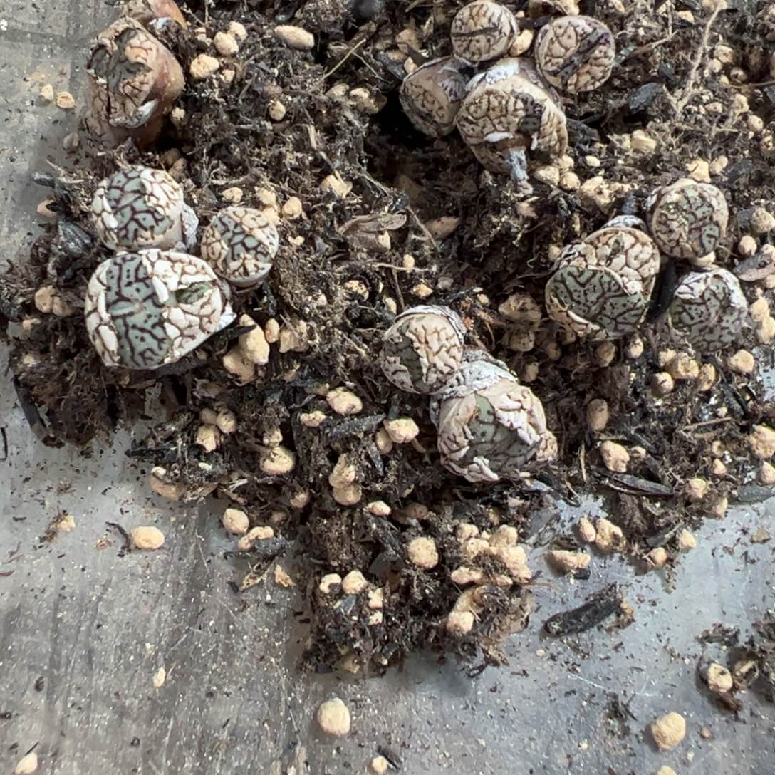 1-251量拍墨一群。多肉
