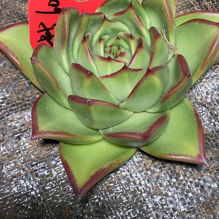 ༄***࿐福利大漏15          