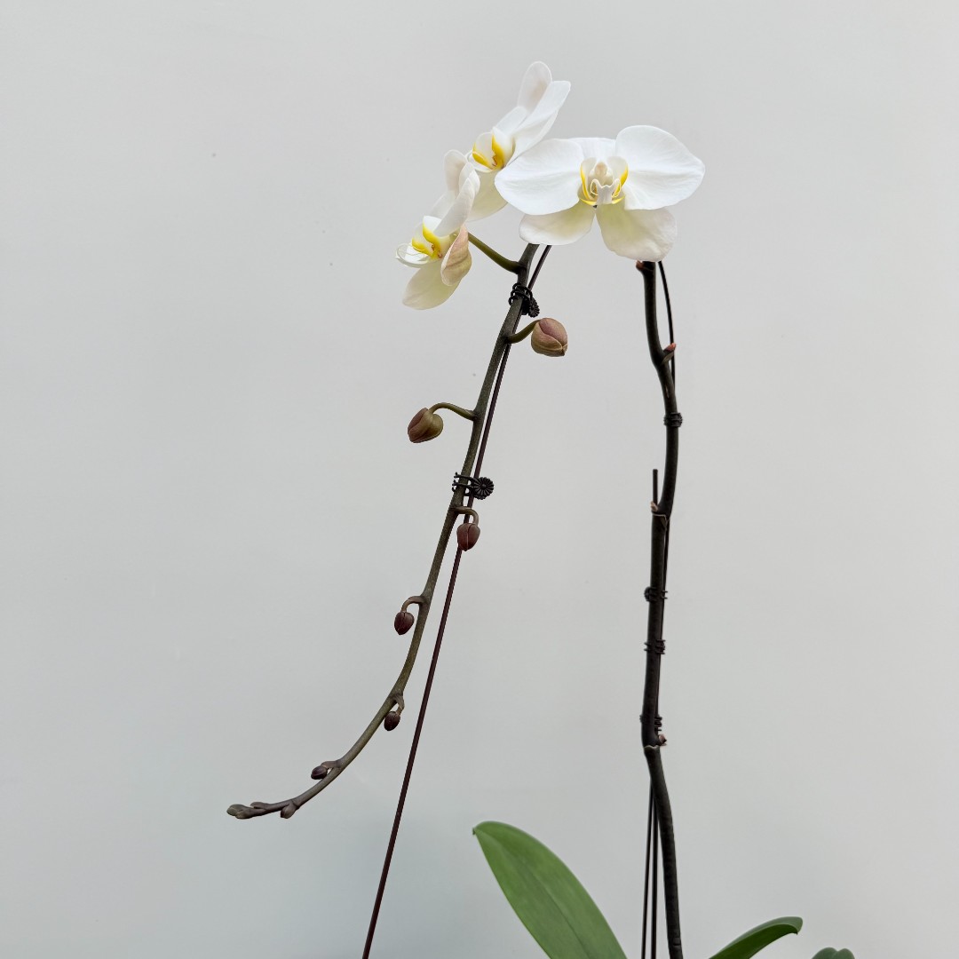 【大白龙兰】带花带花苞室内前台喜事乔迁送礼懒人小白蝴蝶兰专属