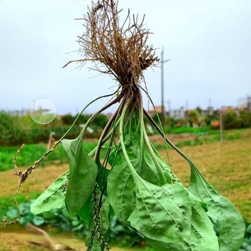 车前草正品纯天然野外生长新鲜带根可泡茶的野菜正宗正宗车前草
