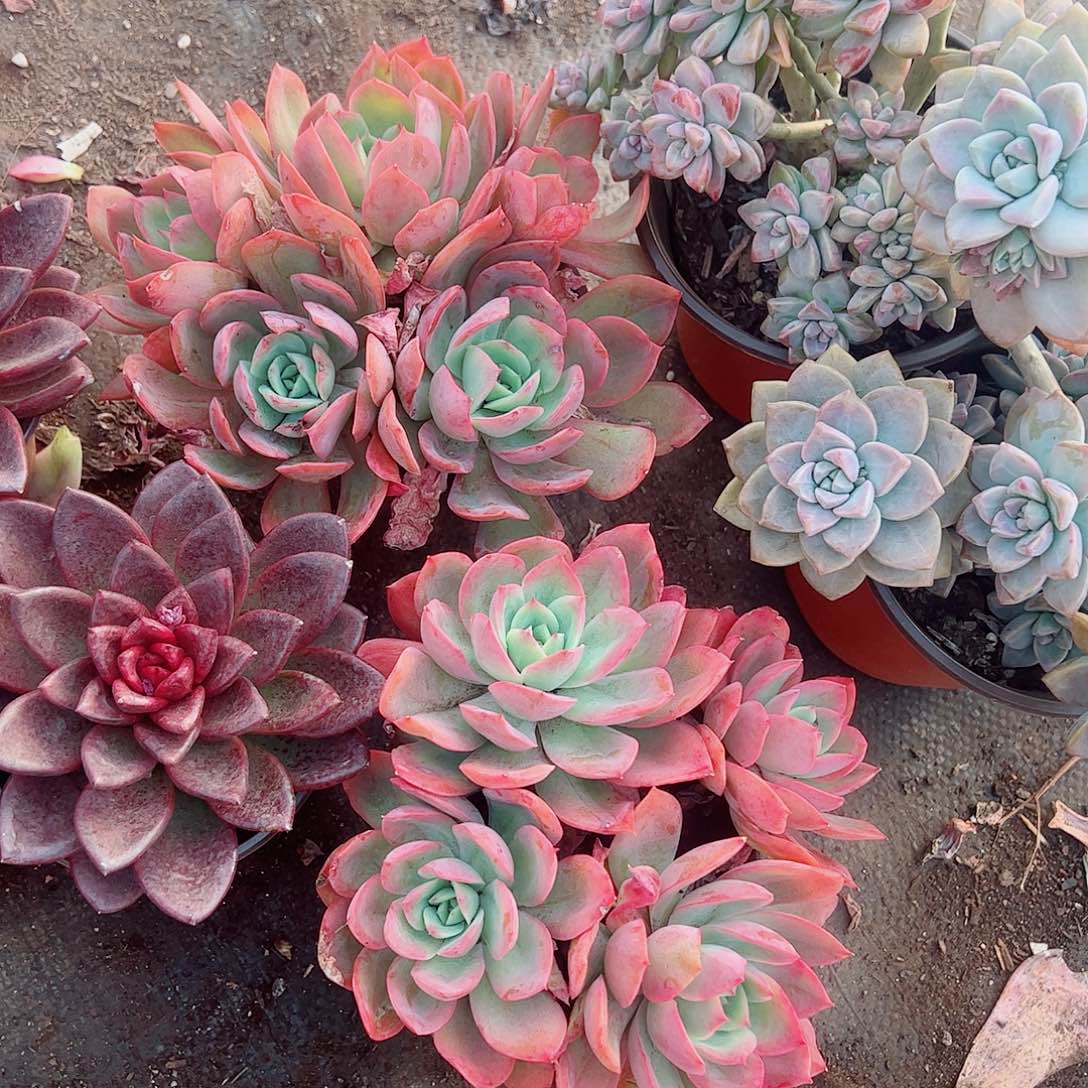 绮罗仙子多头造型精品特价二盆