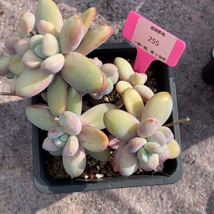 255雪美人老庄肉肉肉肉肉