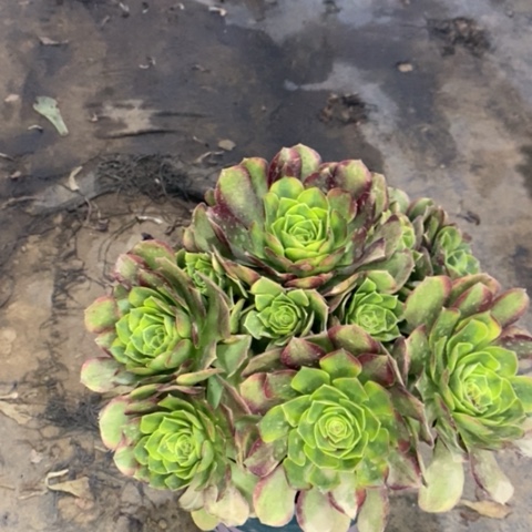 奶白多肉植物035