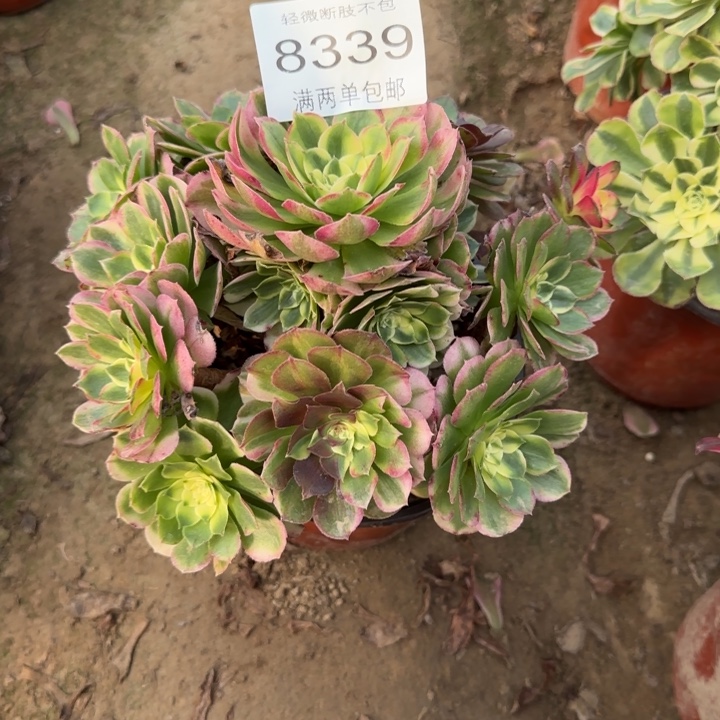 8339海王多肉植物