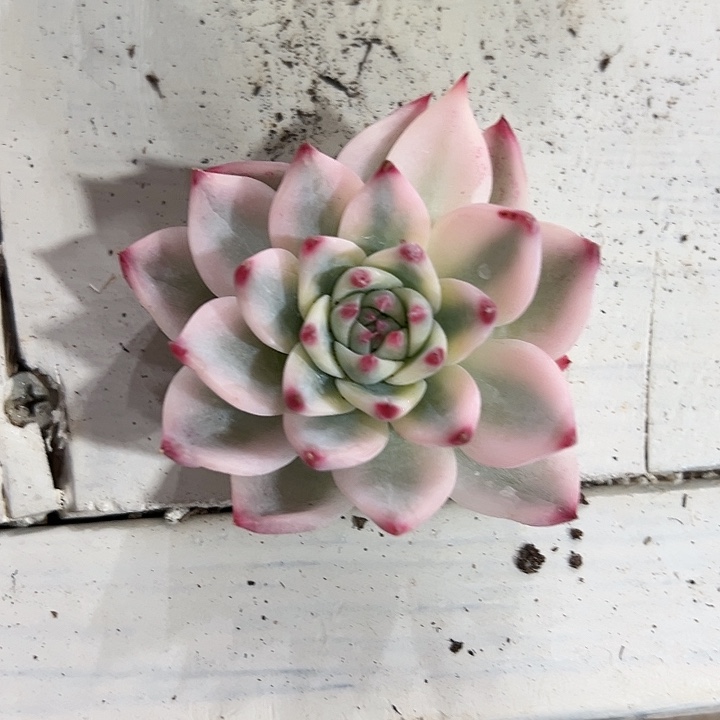 吉娃娃锦多肉植物