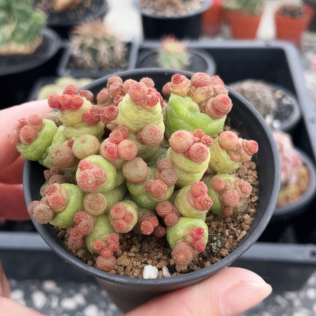 6666666666666666666666