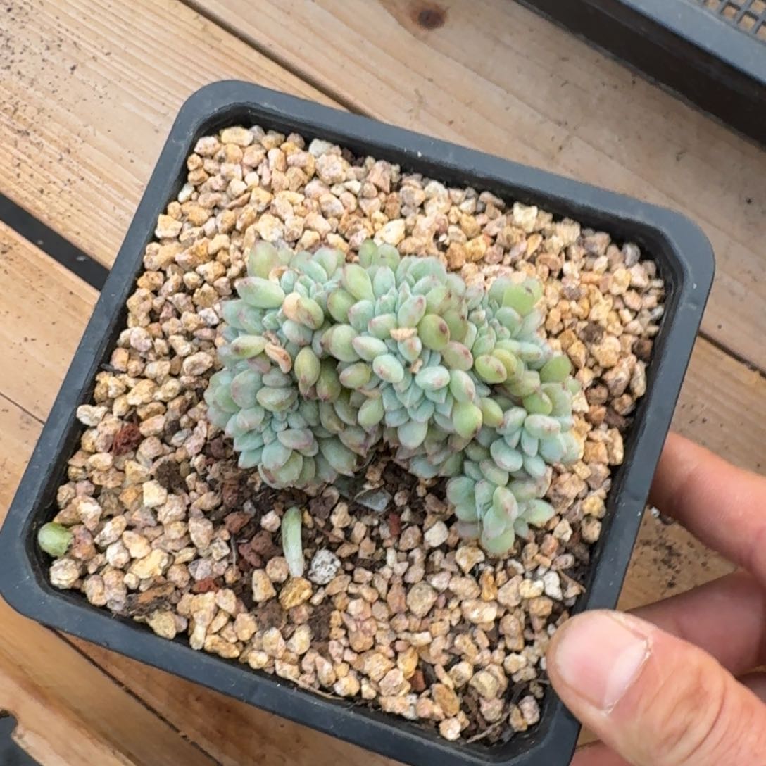 拥*9厘米的尺寸一物一拍的