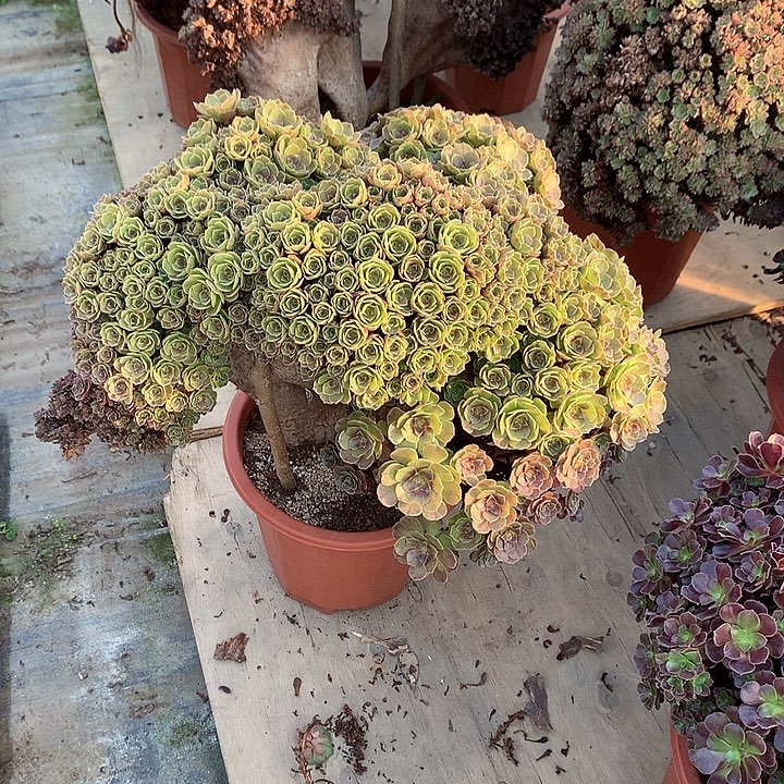 芳***旧芳颗万圣节瑕疵的