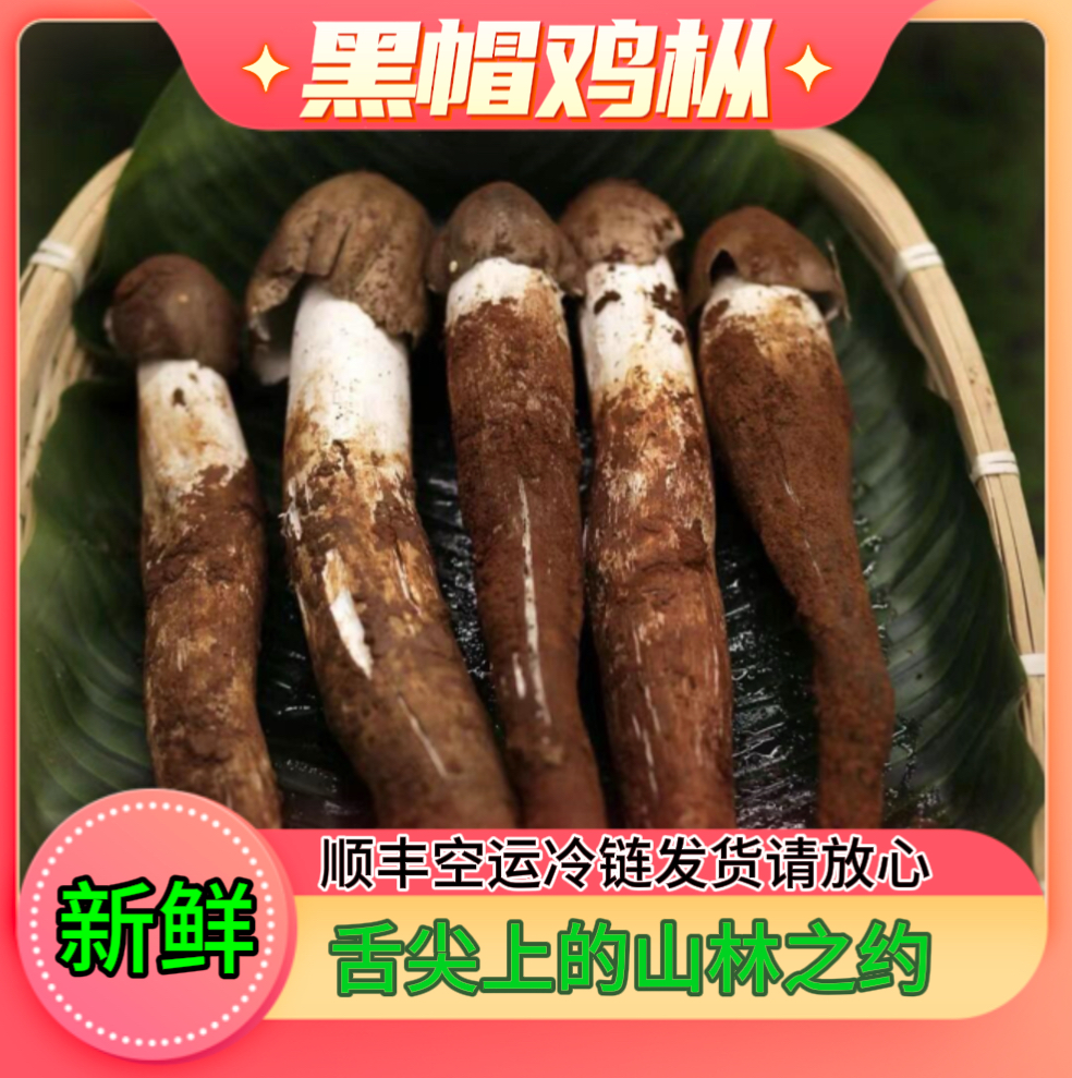 云南新鲜下山黑帽鸡纵菌（顺丰冷链空运发货）