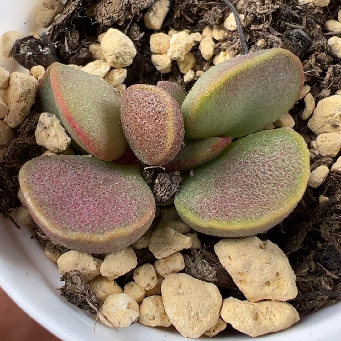 实生新品多肉植物水泡特价