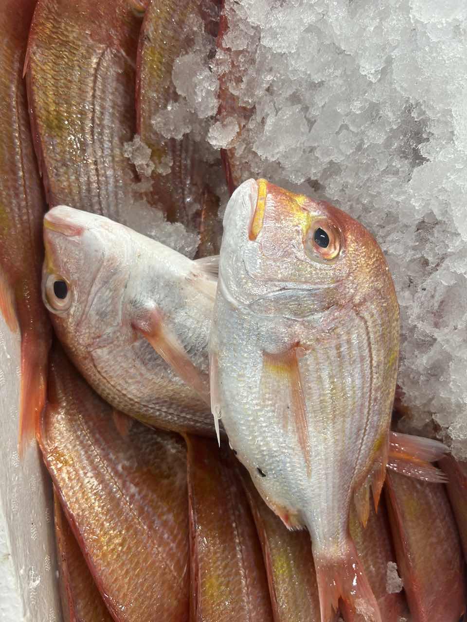 波力鱼  厦门海鲜配送 顺丰  现称