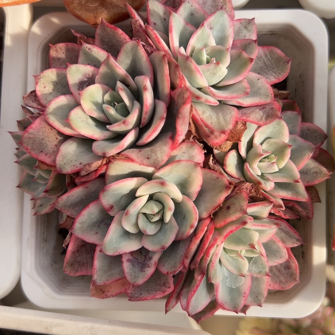 奶油黄桃锦群生多肉