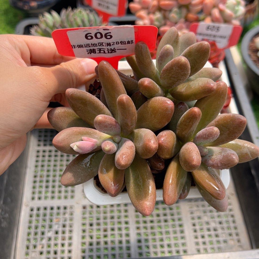 表妹精品精品多肉606.