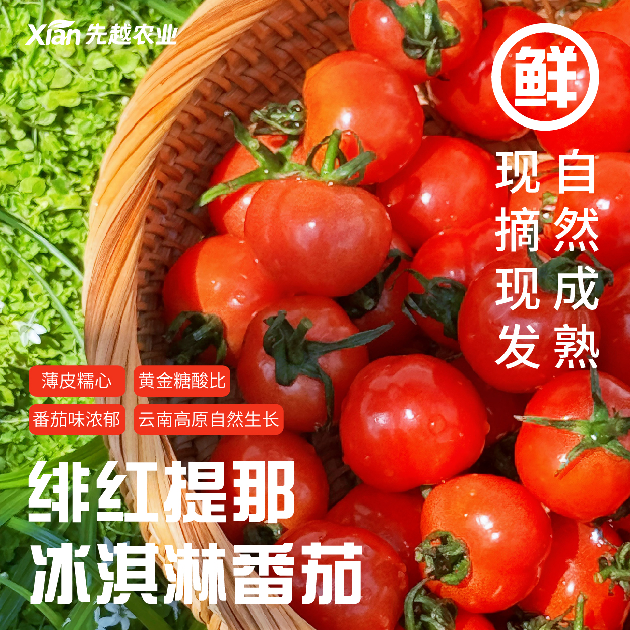 绯红提那冰淇淋皮薄糯心口口爆汁现摘现发云南冰淇淋小番茄