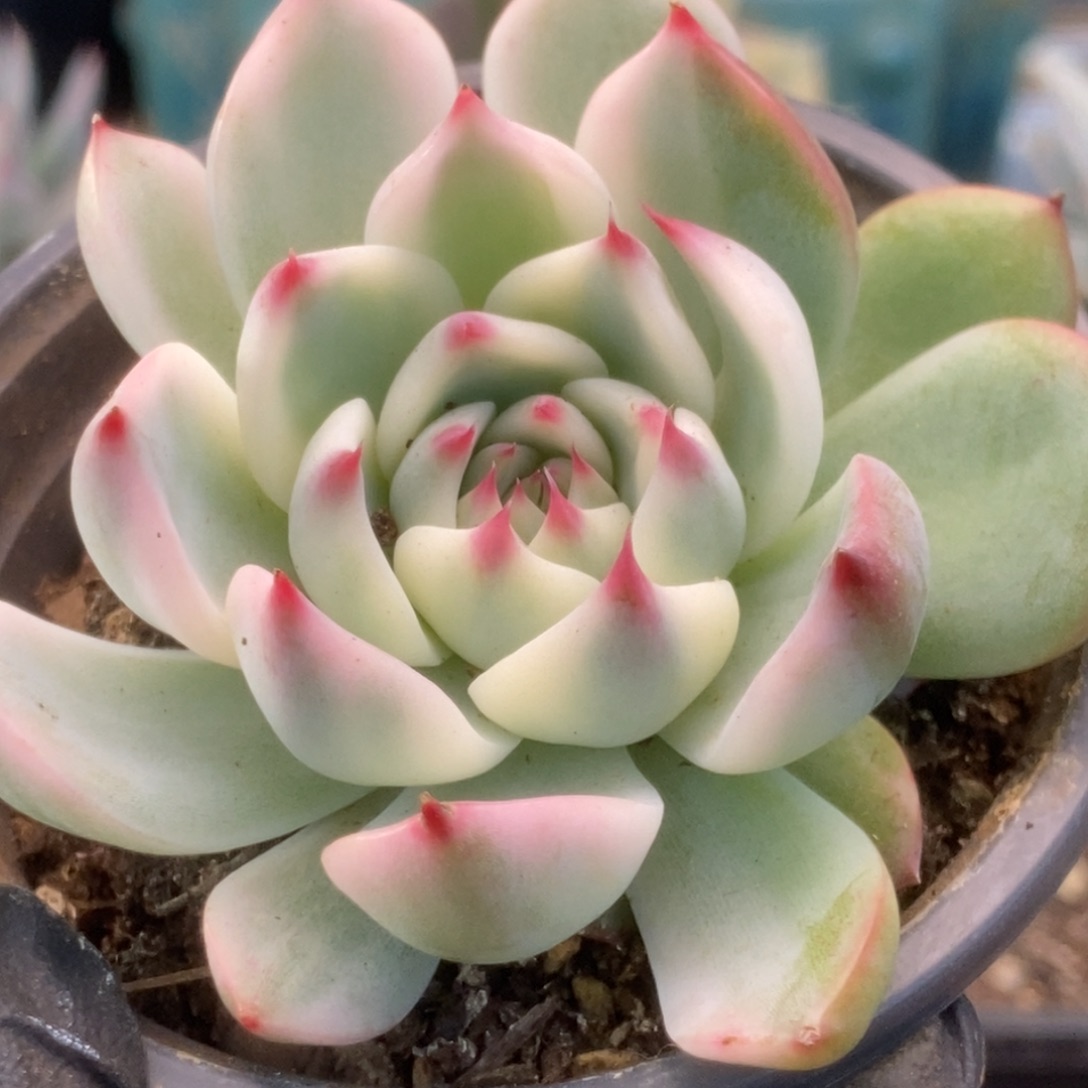 388锦锦锦锦锦锦锦锦