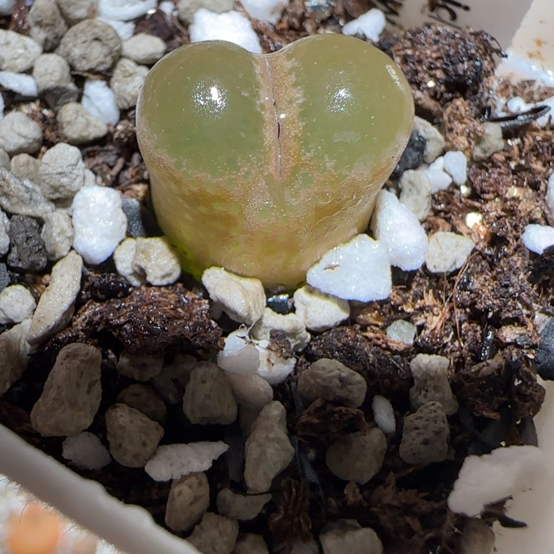 肉锥多肉植物百科6-1453.75风铃641