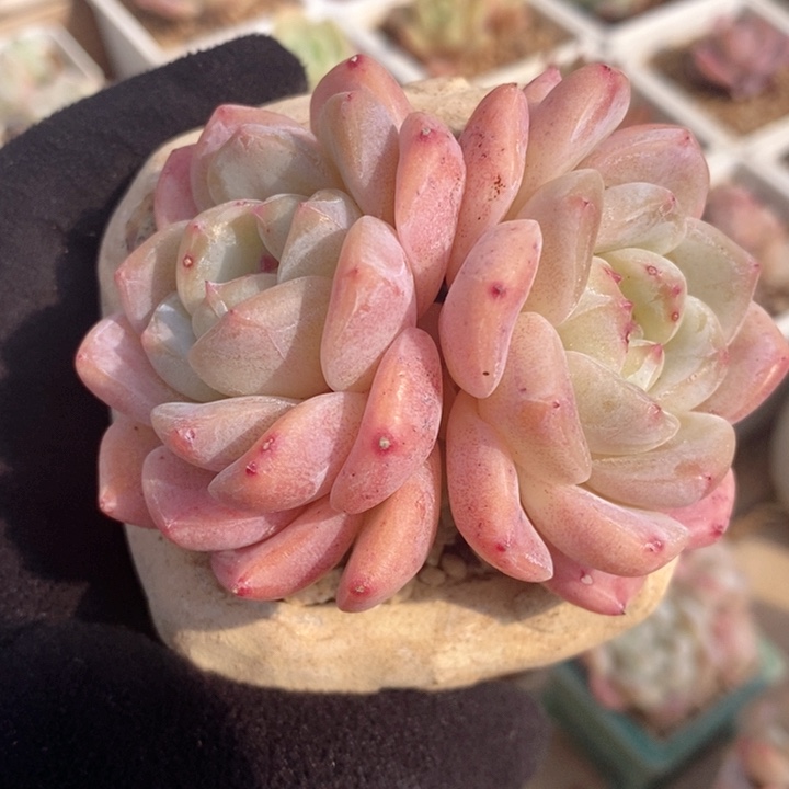 钢毅 韩货精品666