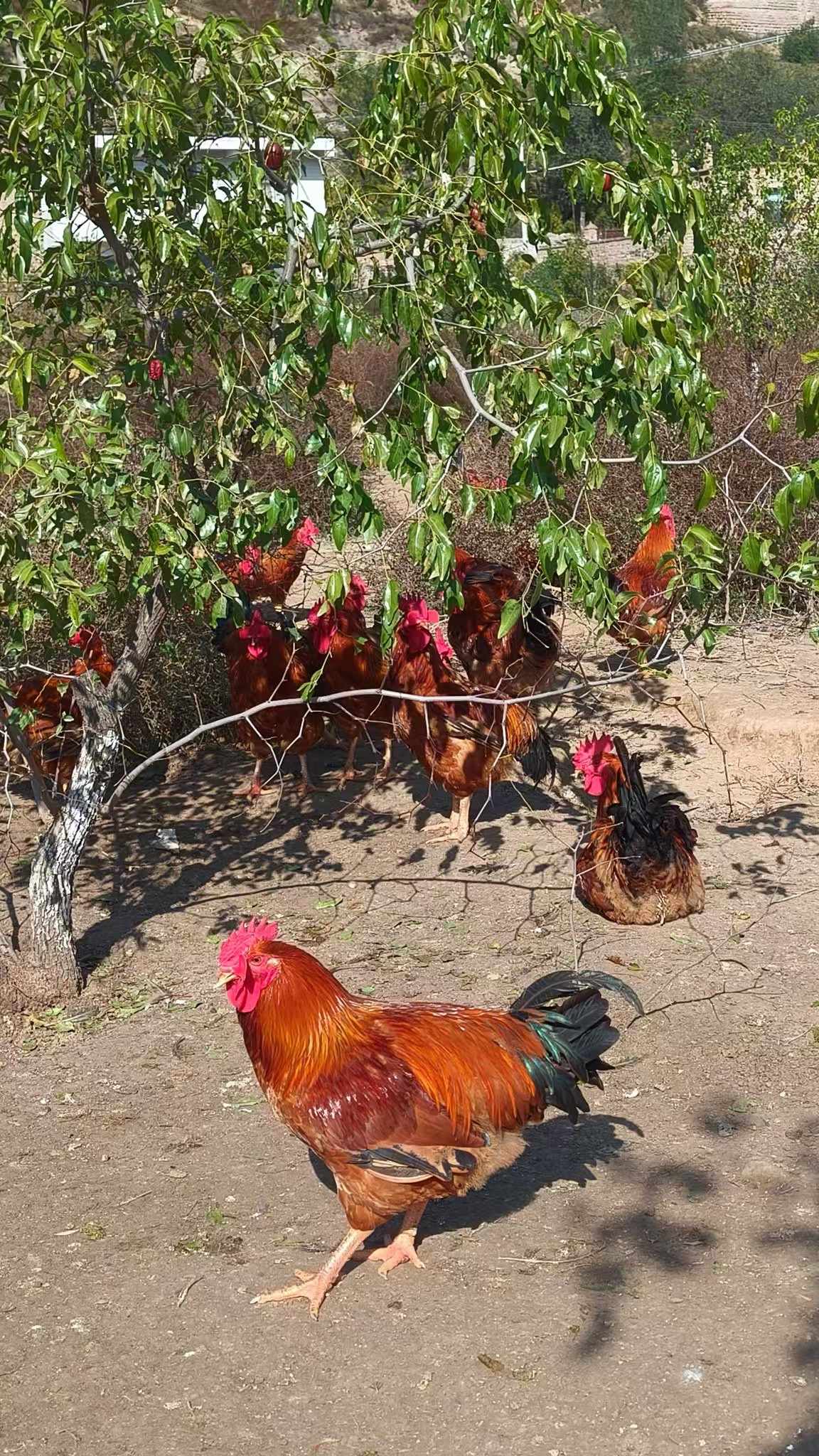 〖成城甄选〗陕北土鸡