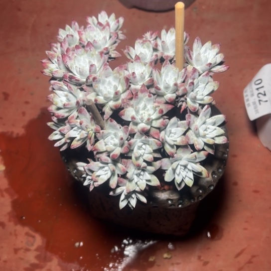 流丹白豪杂，一物一拍8497